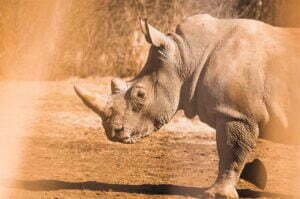 Rhino Africa Safari
