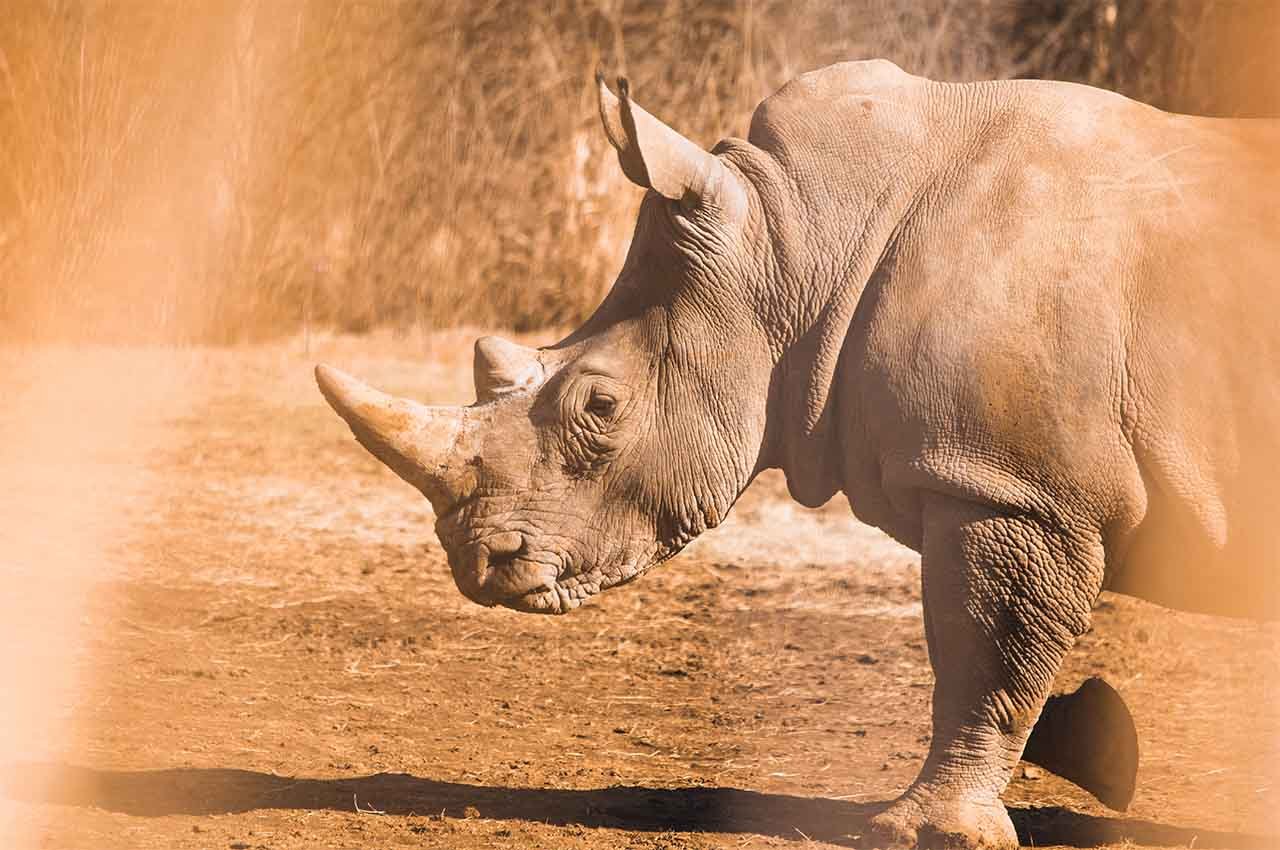 Rhino Africa Safari