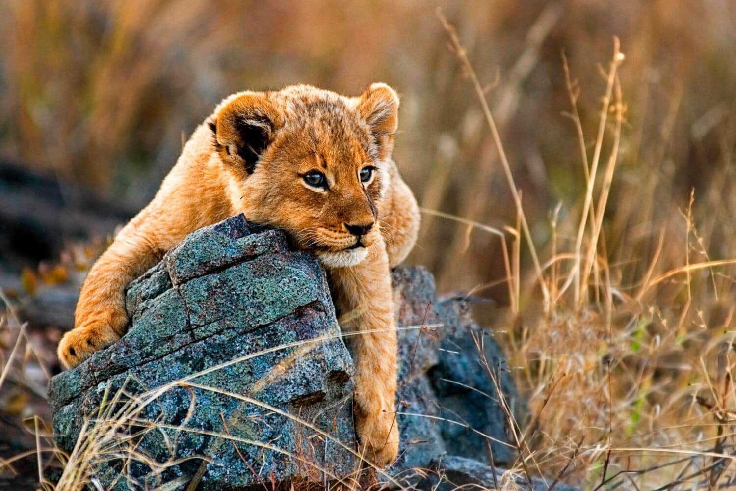 Tanzania baby lion